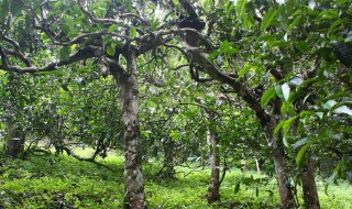 茶树怎么养才长得好(如何养好茶树)