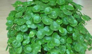 金钱草怎么水养(金钱草怎么水养爆盆)