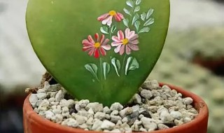 一片心怎么养长的好 我的心好养吗