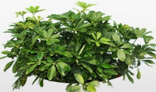 摇钱树怎么换土 摇钱树怎么移植