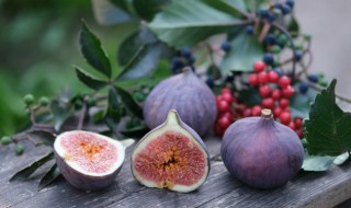 无花果树怎么浇水方法 无花果树怎么浇水?