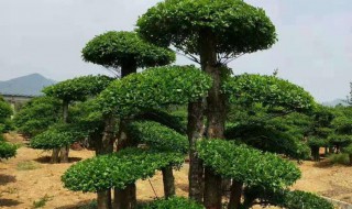 对节白蜡怎么养粗(对节白蜡怎样把枝条养粗)