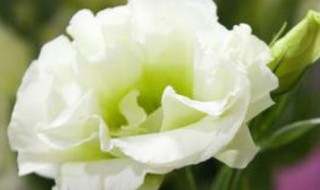 洋桔梗怎么醒花（洋桔梗怎么醒花,要放多少水）