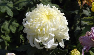 菊花怎么缓苗(土球菊花怎么缓苗)