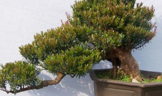 野樱桃下山桩怎么养护 野生樱桃树下山桩图