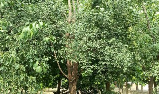 丝棉木怎么修剪方法 木棉的修剪方法