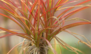 三色千年木怎么养长的好（三色千年木怎么养长的好看）