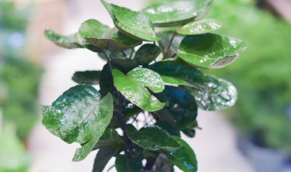 钱多多怎么养殖方法（钱多多的种植方法）