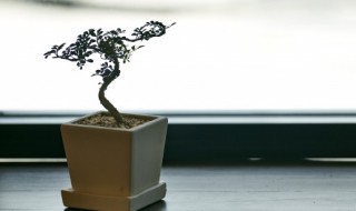 地柏盆景怎么修剪好看（地柏盆景怎么修剪好看图解）