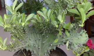 麒麟花怎么配 麒麟花怎么配对出白鸽子