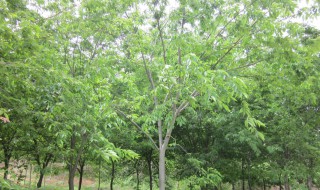 榉树怎么修剪方法 榉树树木修剪技术图解