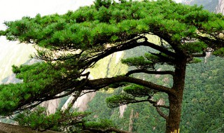 青松生长速度快不快 青松的生长环境