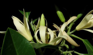 白兰花耐寒多少度（白兰花耐寒多少度适合养）