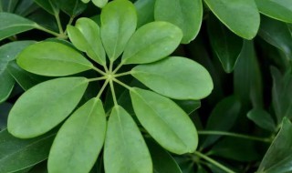 鹅掌藤怎么剪枝（鹅掌藤怎么剪枝好看）