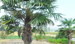 棕树皮怎么剥(棕树皮怎么剥视频)