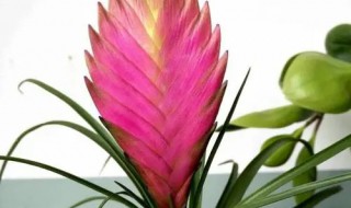 铁扇公主花怎么养护方法（铁扇公主盆栽怎么养护）