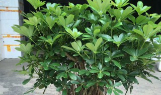 八方来财怎么修剪好看（八方来财长的太高了怎么修剪）