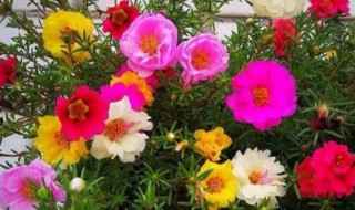 太阳花冒新芽后怎么养护开花爆盆（太阳花冒新芽后怎么养护开花爆盆快）