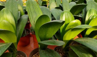 君子兰叶片窄又长如何养护(君子兰叶片窄又长如何养护呢)