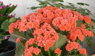 万寿花怎么养才能开花多 万寿花的养植方法