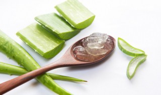 沙拉芦荟的做法 沙拉芦荟怎么做