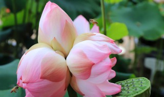 并蹄莲开花后怎么处理 并蹄莲花谢了怎么处理