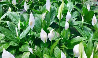 大白掌怎么养及养殖方法 最大的白掌图片及养殖方法