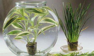 富贵兰怎么养及养殖方法 富贵兰的养殖方法