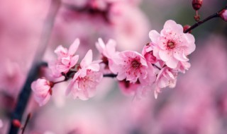 梅花长什么样子呢（梅花长啥子样）