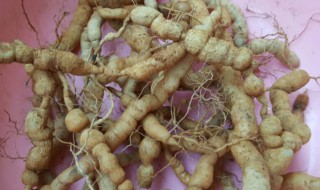 巴戟天是什么东西 巴戟天是什么?