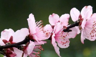 春天还有什么花开放的（春天还有什么花开放?）