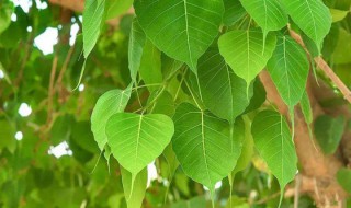 菩提树是什么树种(菩提树是什么树种类)
