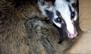 果子狸是什么 果子狸是什么科