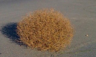 风滚草在中国叫什么草（风滚草图片在中国叫什么）