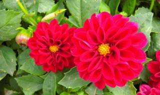 大丽花白粉病防治方法 大丽花白叶病