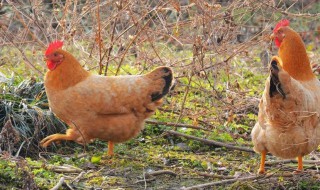 养殖业都有什么 养殖业都有什么?