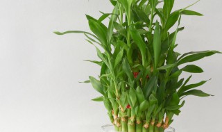 富贵竹快速生根技巧 富贵竹快速生根技巧图解