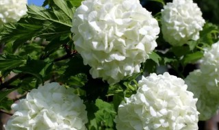 木绣球几年开花 中华木绣球几年开花