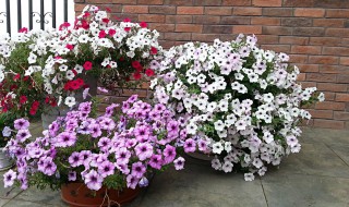 玛格丽特怎么种 玛格丽特怎么种植