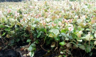 花叶络石的繁殖方法 花叶络石移栽