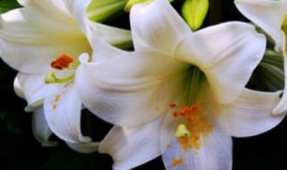 百合花花蕊怎么剪 百合花花蕊怎么剪图解