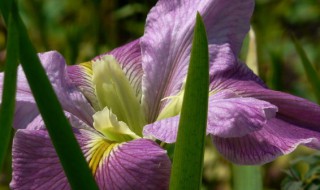 花菖蒲叶子发蔫怎么办 花菖蒲叶子发蔫怎么办视频