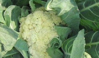 菜花养殖技术 菜花养殖技术视频教程