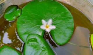 一叶莲能养多久 一叶莲能养多久花期