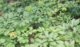 种什么药材好（药材种植哪种利润高）