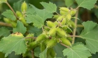 苍耳妈妈靠什么传播种子（二年级苍耳妈妈靠什么传播种子）