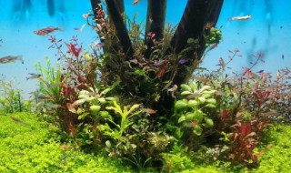 爬地矮珍珠寿命 爬地矮珍珠生长快吗