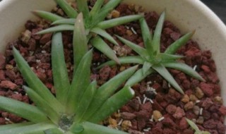 怎么灭花盆里的小黑飞 花盆里的小飞黑怎么灭掉