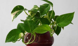 绿萝的生长过程记录 水培绿萝的生长过程记录