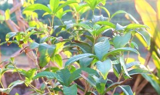 桂花如何繁殖和栽培（桂花如何繁殖和栽培图片）